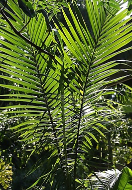 熱帶棕櫚,植物區(qū)系,紋理