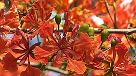 krishnochura,花,紅色