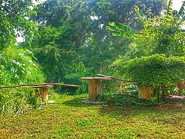 農(nóng)場,樹,波多黎各