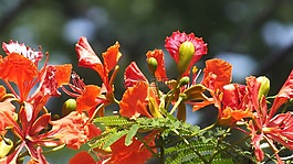 krishnochura,花,紅色