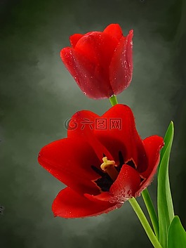 郁金香,花,性質(zhì)