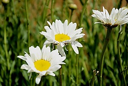 洋甘菊,夏季,性質(zhì)