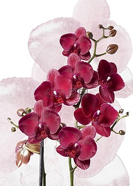 蝴蝶蘭,蘭花,勃艮第