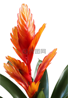 凤梨,花,开花