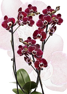 蘭花,蝴蝶蘭,紅色