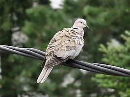 鴿子,自然,鳥