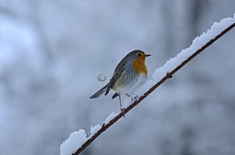 rotbrüstchen,鳥,冬天