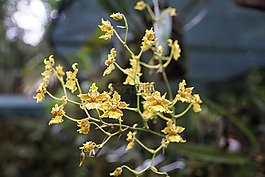蘭花,花,哥斯達(dá)黎加