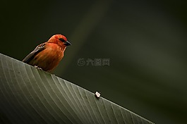 鳥,葉子,綠色