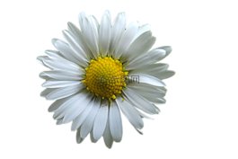 花,開花,白