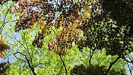 森林,天空,楓
