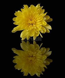 菊花,黃色,鏡像