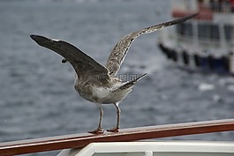 海鷗,鳥,水