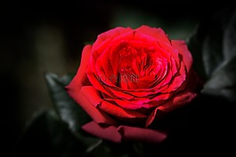 花,玫瑰,母親節(jié)