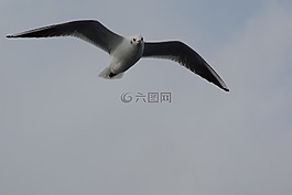 海鷗,飛,翼