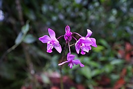 蘭花,花,哥斯達(dá)黎加
