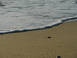 海灘,波,岸