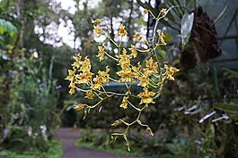 蘭花,花,哥斯達(dá)黎加
