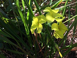 花卉,黃色,草甸
