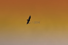 鷹,鳥,飛行