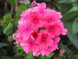 鮮花,玫瑰花瓣,宏