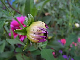 鮮花,芽,開花