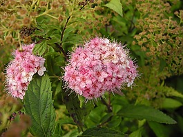 鮮花,玫瑰花瓣,粉紅色調(diào)