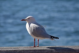 海鷗,鳥,飛