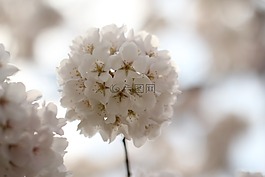 花,開花,櫻桃