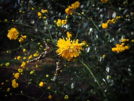 開(kāi)花,盛開(kāi),春天的花