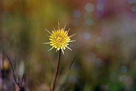 蒲公英,黃色,花卉