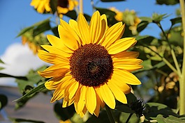 太陽(yáng)花,開(kāi)花,花