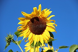 太陽花,開花,花
