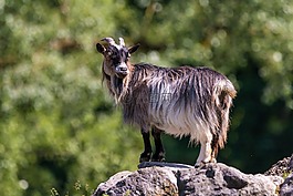 山羊,角,動物