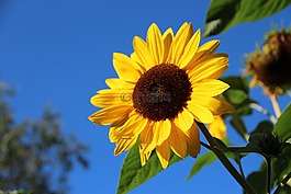 太陽花,開花,花
