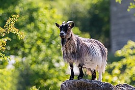 山羊,角,動物