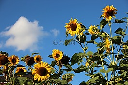 向日葵,鮮花,夏季