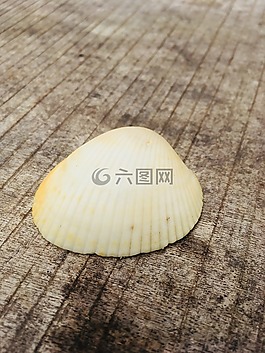 外殼,表,自然
