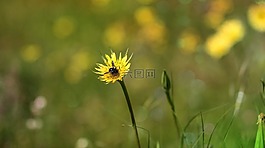 蒲公英,蜜蜂,黃色