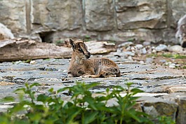 高山 ibex,摩羯座,年轻