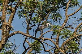 蒼鷺,鳥,樹