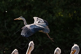 蒼鷺,鳥,飛行