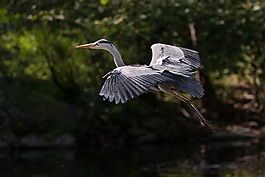 蒼鷺,鳥,飛行