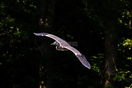 蒼鷺,鳥,飛行