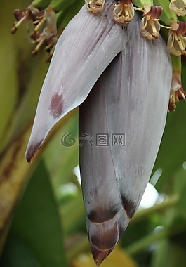 盛開(kāi),香蕉樹,自然