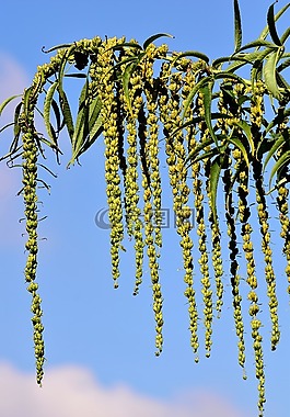 黄麻,datisca cannabina,种子