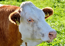 牛,牛肉,反芻動(dòng)物