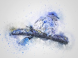鳥,斑鳩,羽化