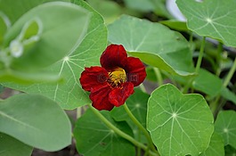 焊菜屬的植物,紅花,綠黨