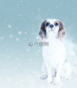 狗,查尔斯国王,雪